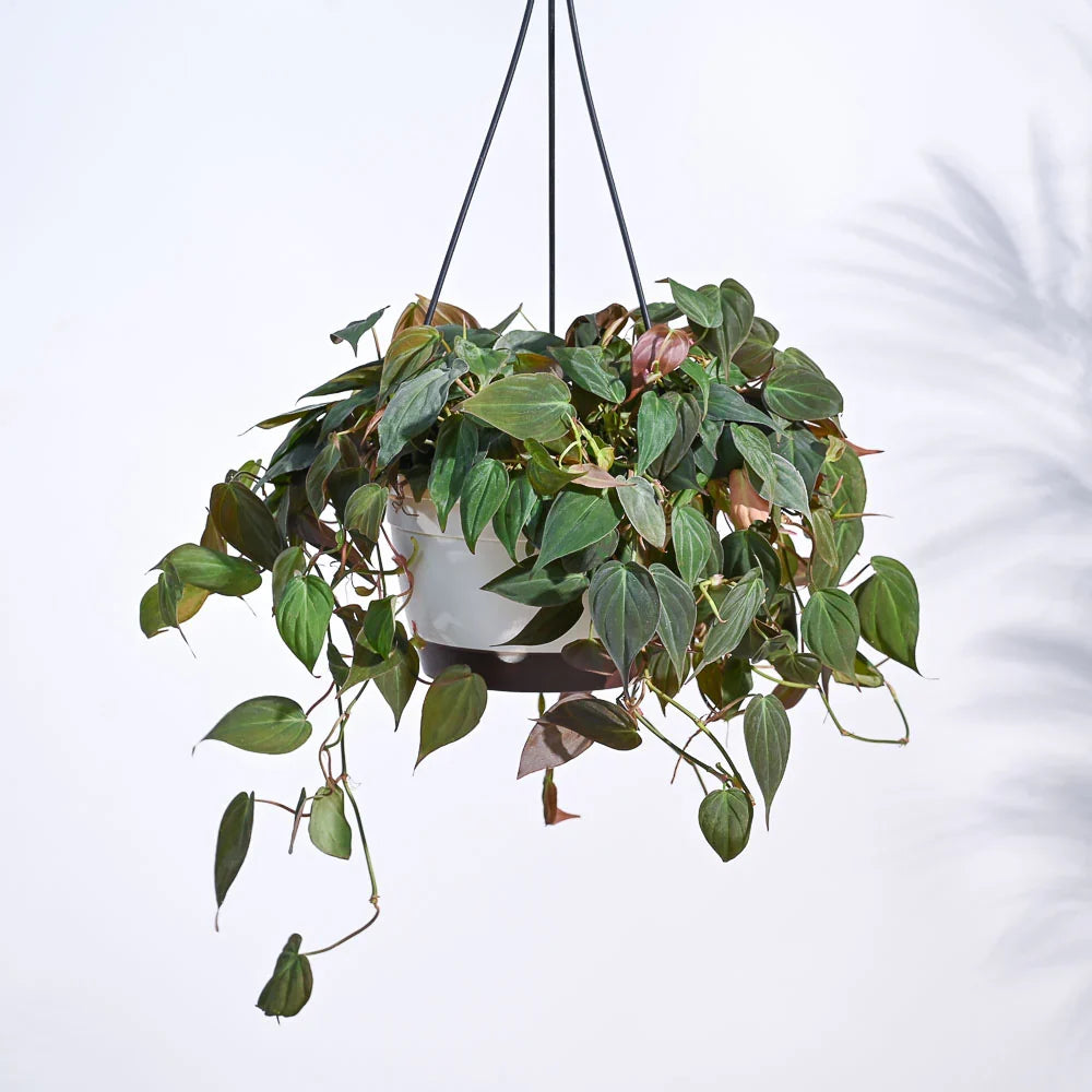 Succulent String of Hearts