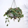 Succulent String of Hearts
