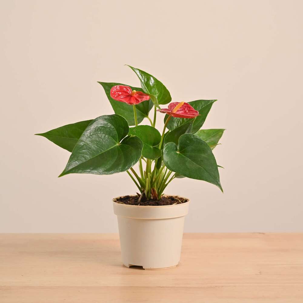Anthurium Pink