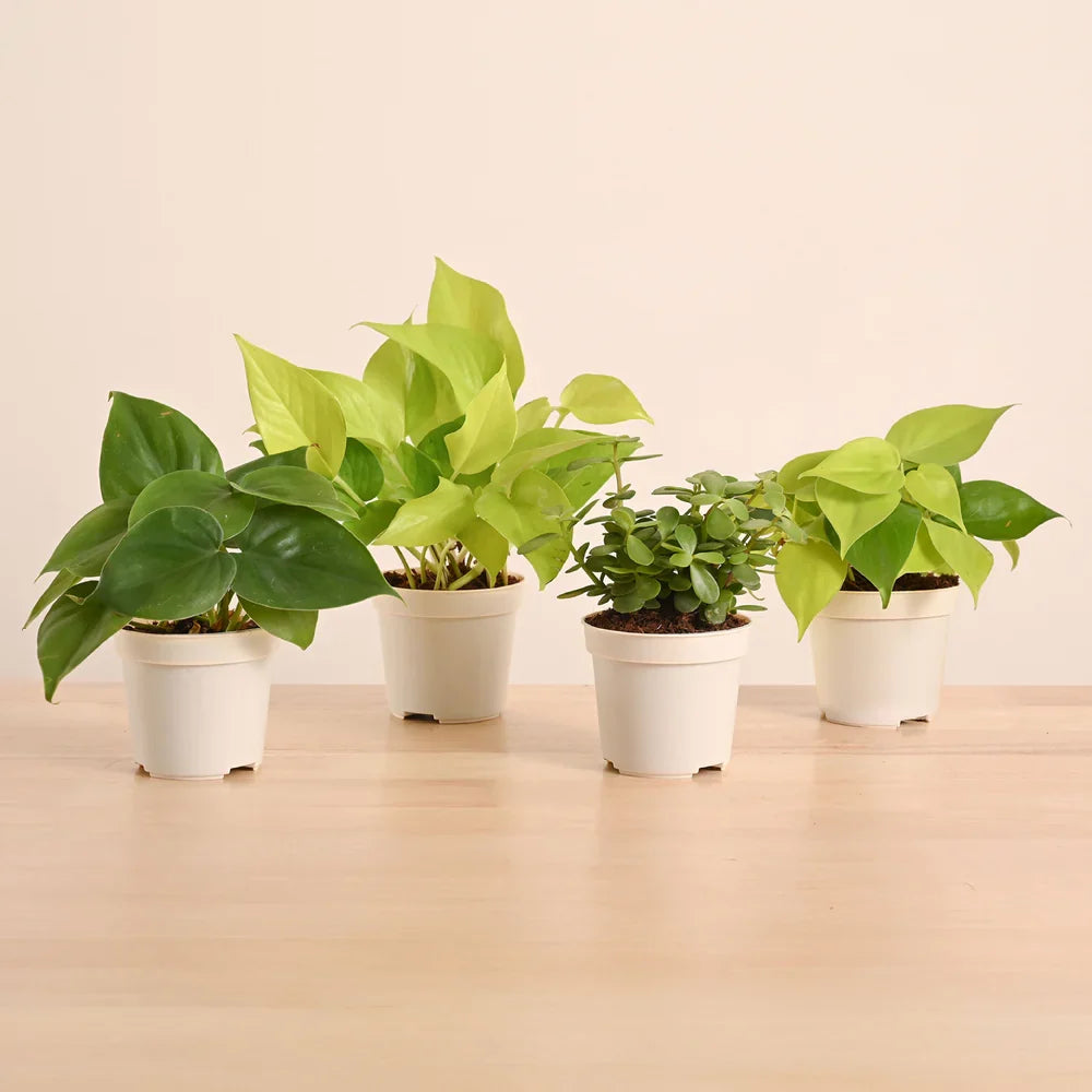 Live Indoor Plant Collection (Set of 4): Low Maintenance Plants