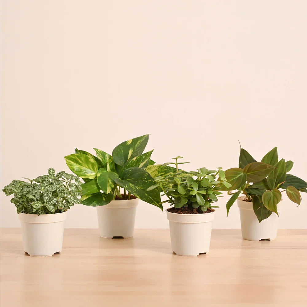 Plantora Mini Indoor Plant Set – Easy Care Desk &amp; Office Houseplants (4 Pack Live Plants)