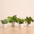 Plantora Mini Indoor Plant Set – Easy Care Desk & Office Houseplants (4 Pack Live Plants)