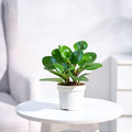Peperomia Watermelon