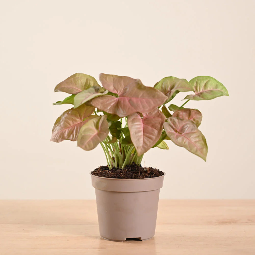 Syngonium Strawberry Plant