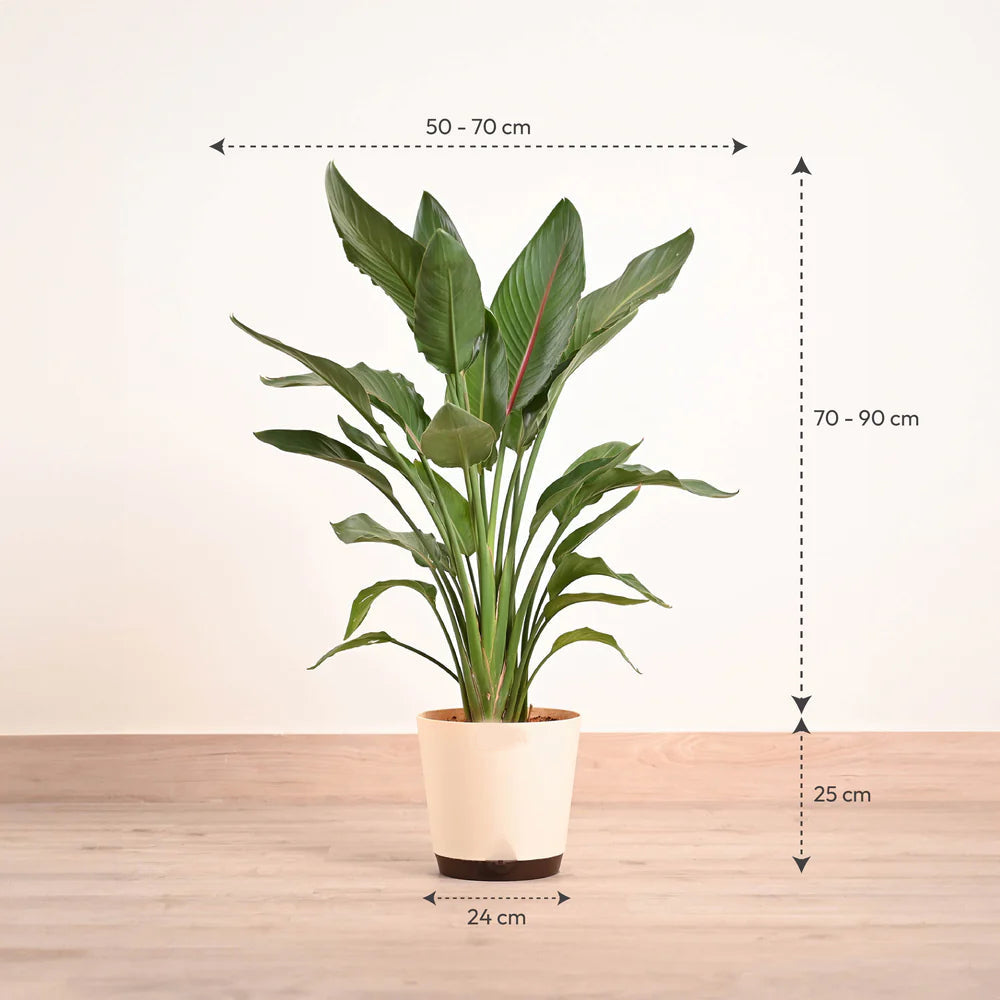Philodendron - Prince of Orange