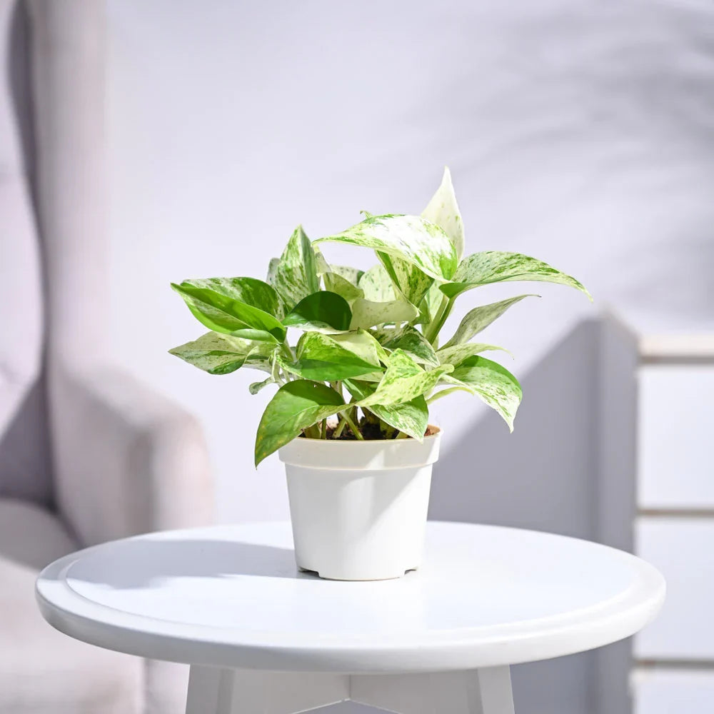 Pothos Marble Queen