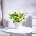 Pothos Marble Queen