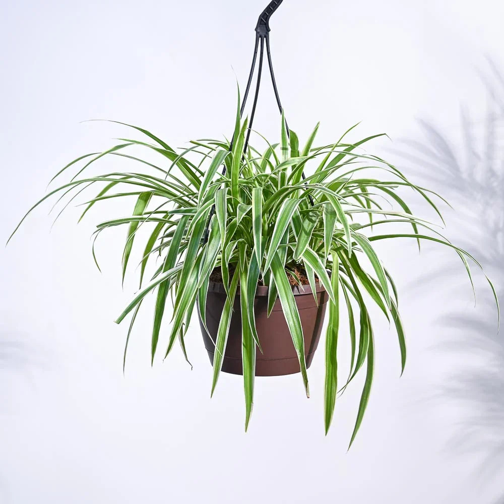 Spider Plant Bonnie
