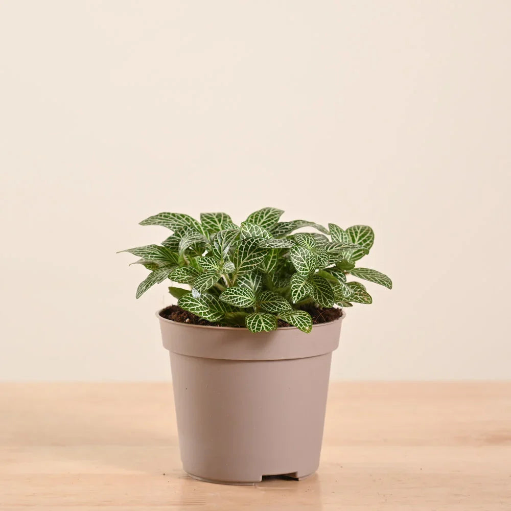 Fittonia White Nerve Plant