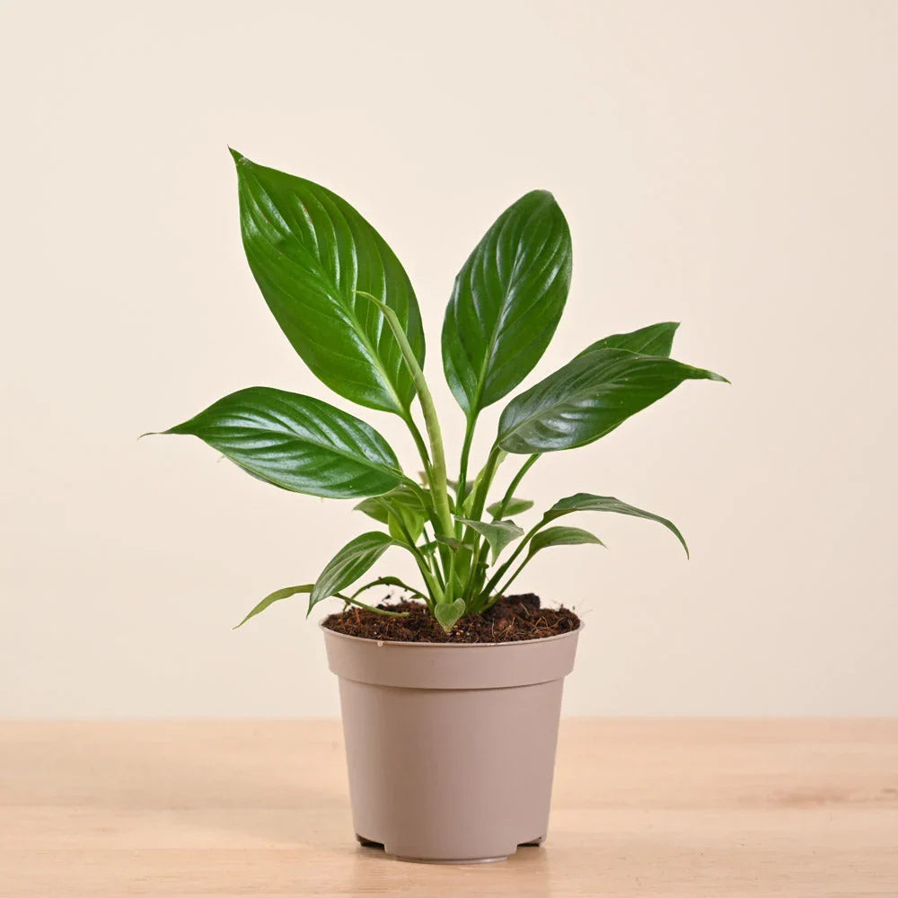 Peace Lily - Spathiphyllum