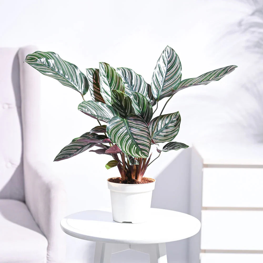 Maranta Red Prayer