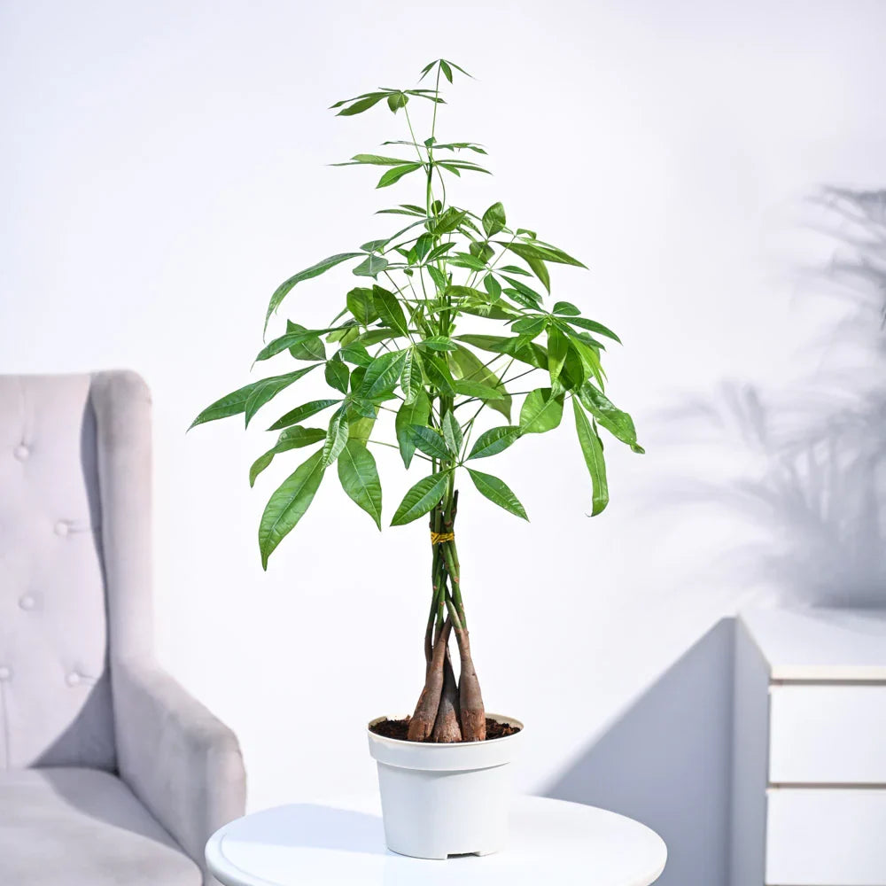 Money Tree Pachira Braid