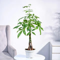 Money Tree Pachira Braid