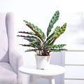 Calathea Rattlesnake Plant