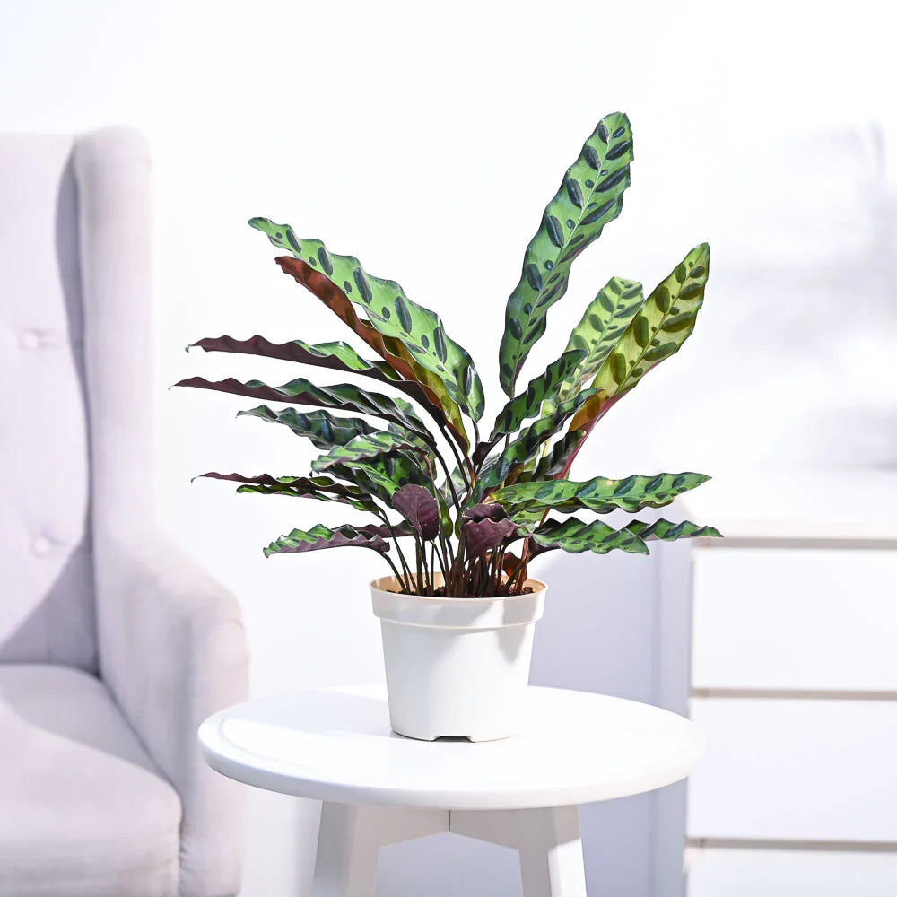 Calathea Rattlesnake Plant