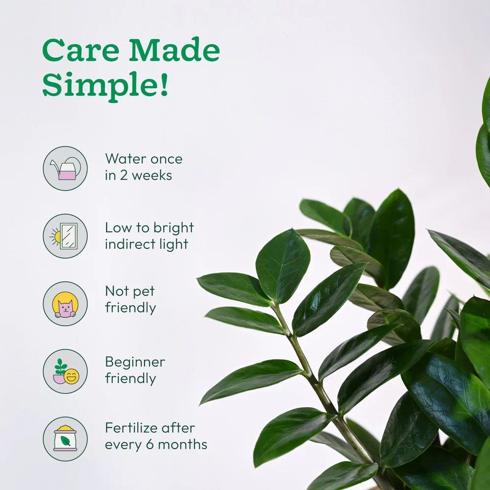 ZZ Plant - (Zamioculcas Zamiifolia)