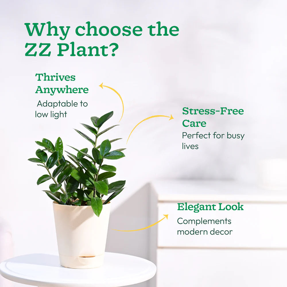 ZZ Plant - (Zamioculcas Zamiifolia)