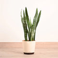 Potted plant with a beige planter on a wooden surface