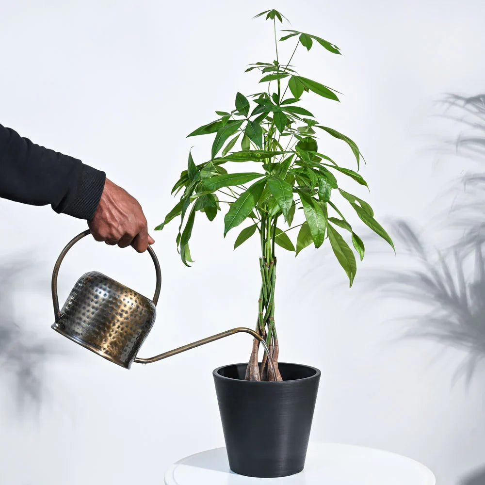 Money Tree Pachira Braid