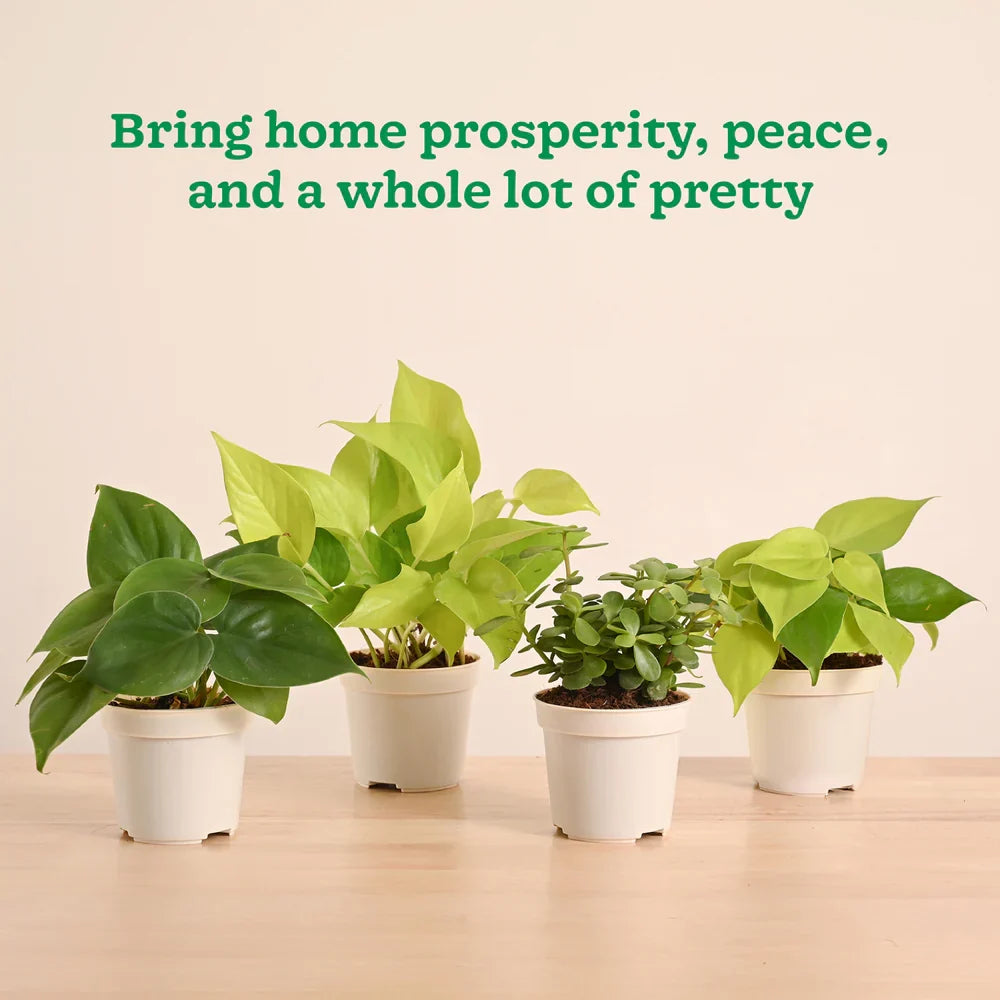 Live Indoor Plant Collection (Set of 4): Low Maintenance Plants
