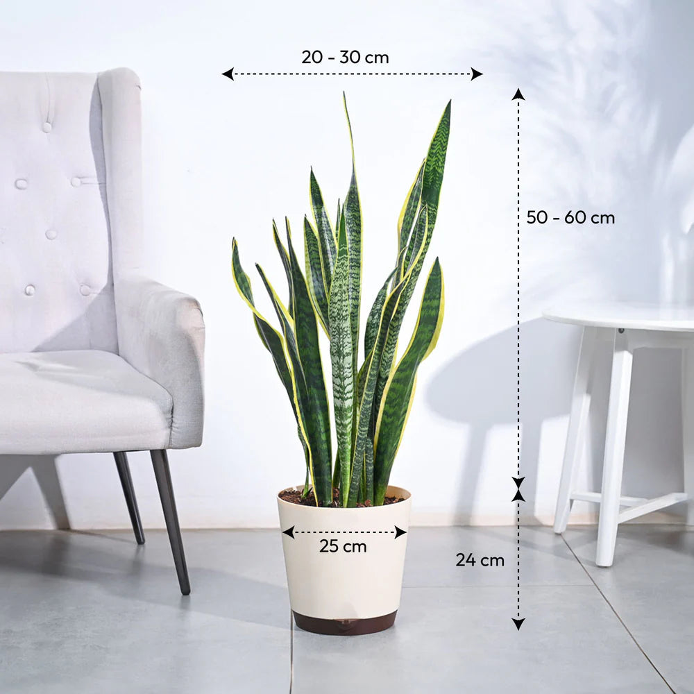 Sansevieria Laurentii Plant - XL