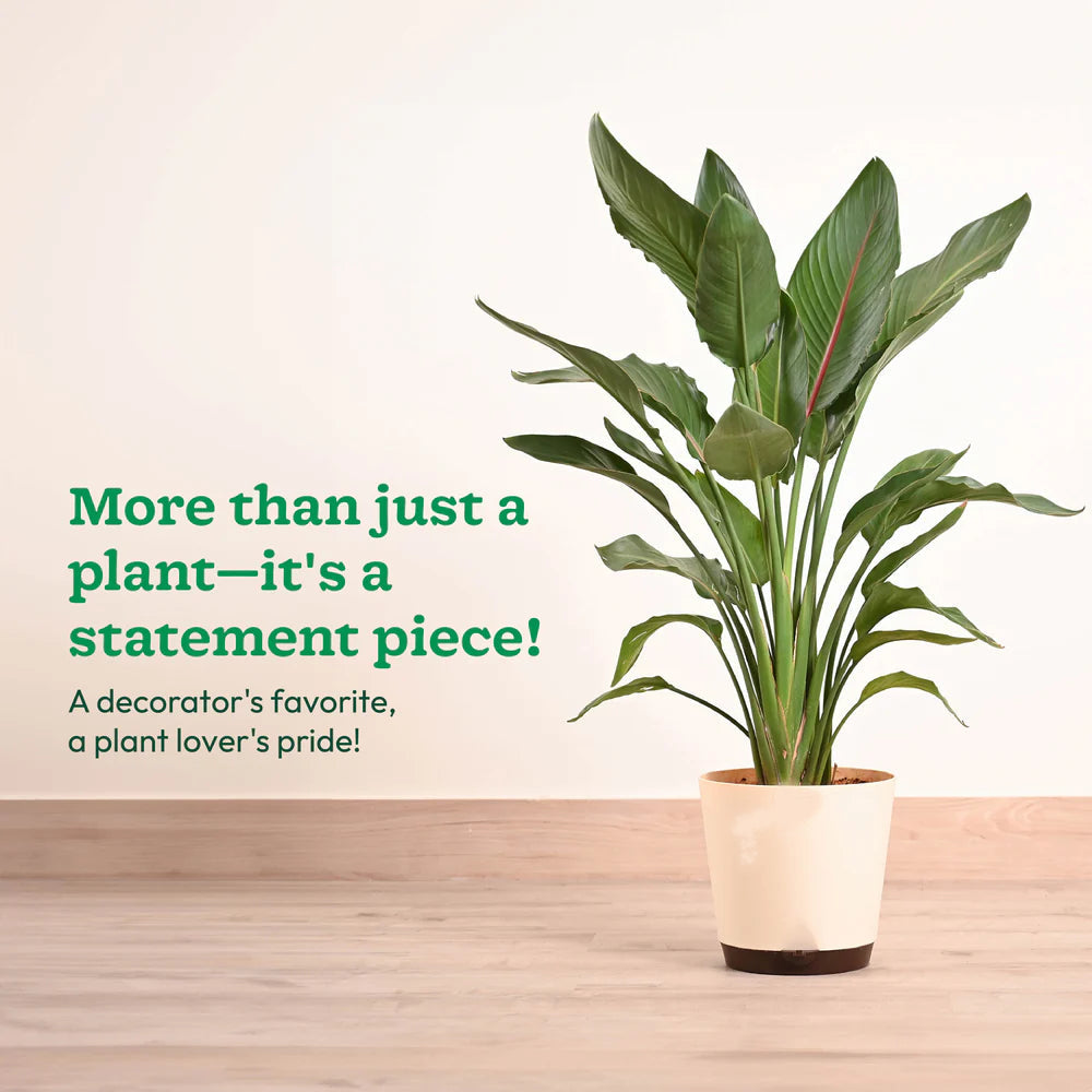 Philodendron - Prince of Orange