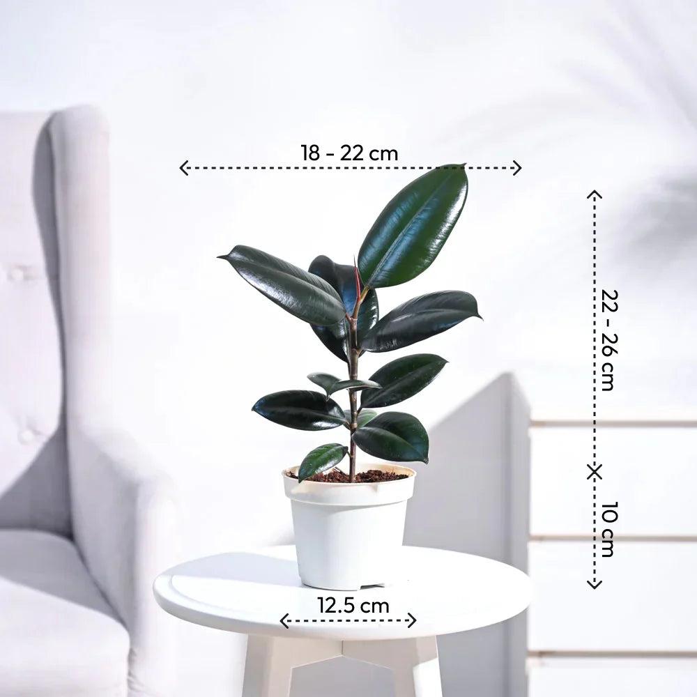 Rubber Plant - Peperomia Thailand