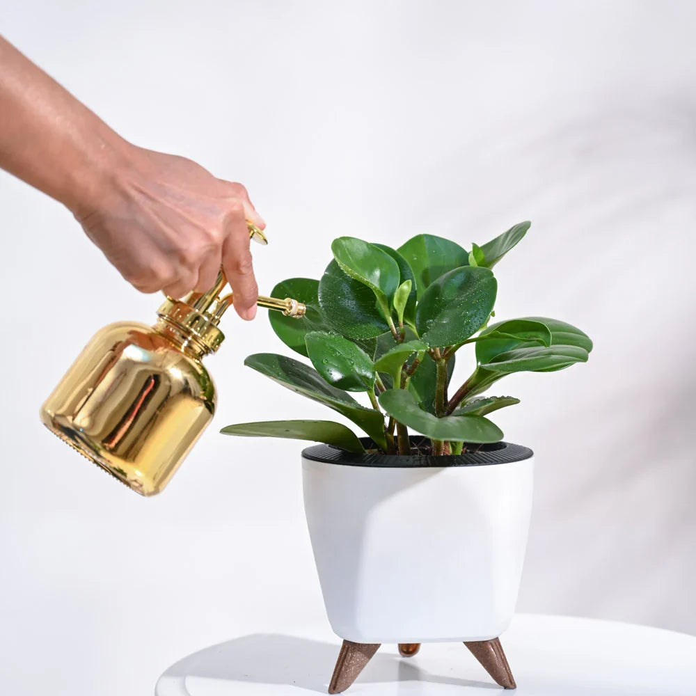 Peperomia Watermelon