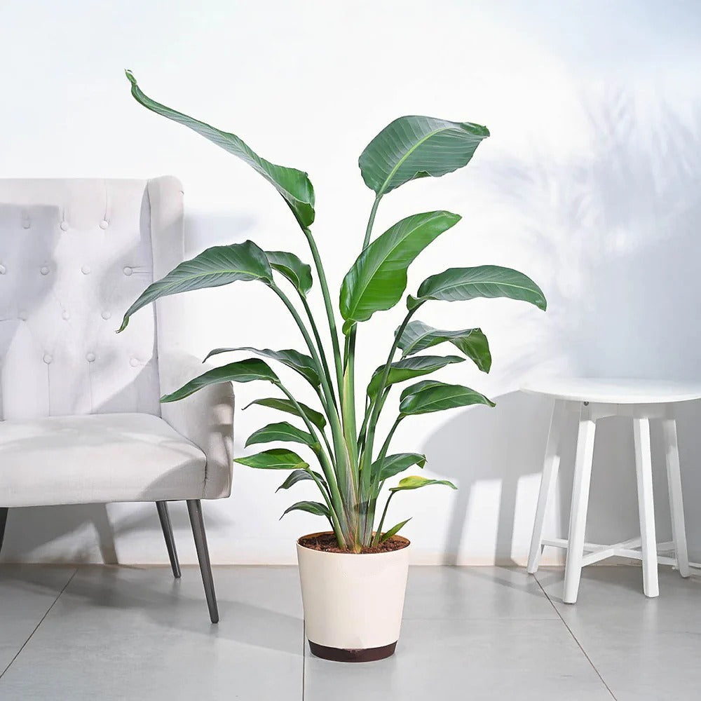 White Bird of Paradise 'Strelitzia Nicolai'