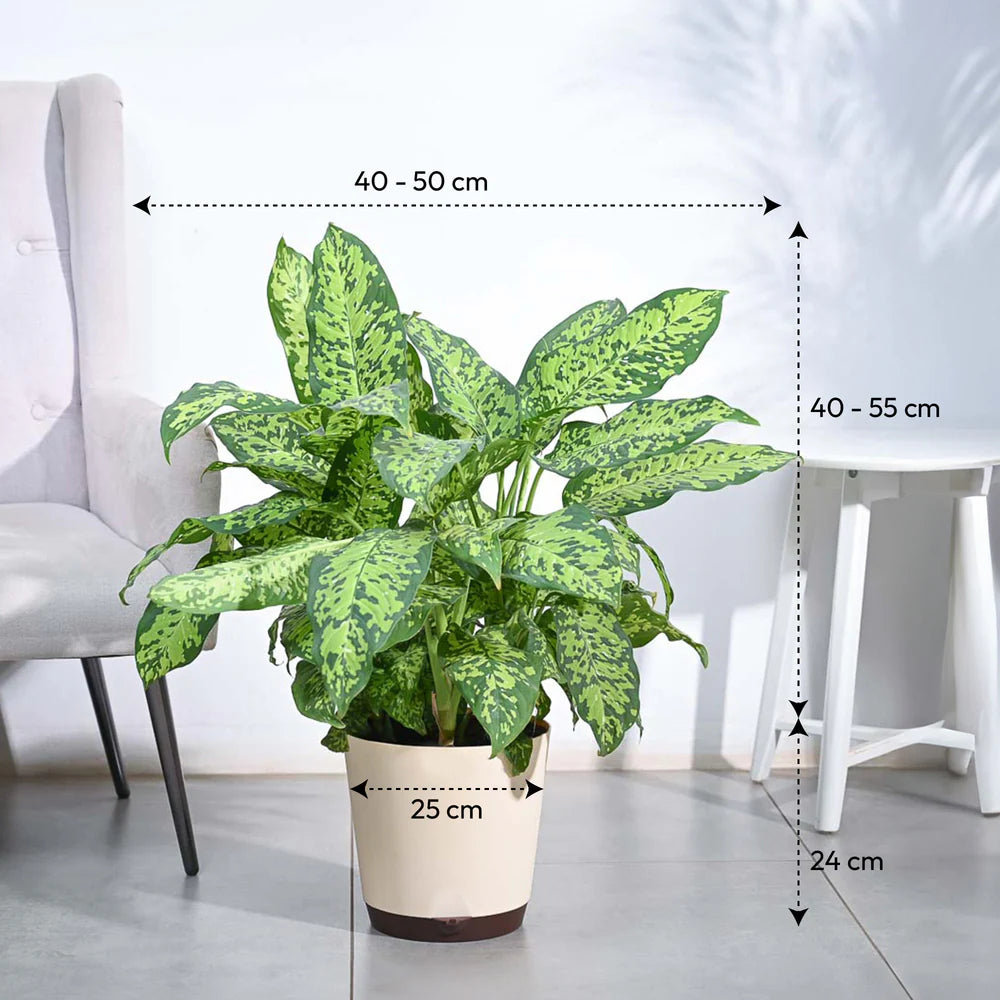 Dieffenbachia Camille
