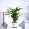 Areca Palm XL