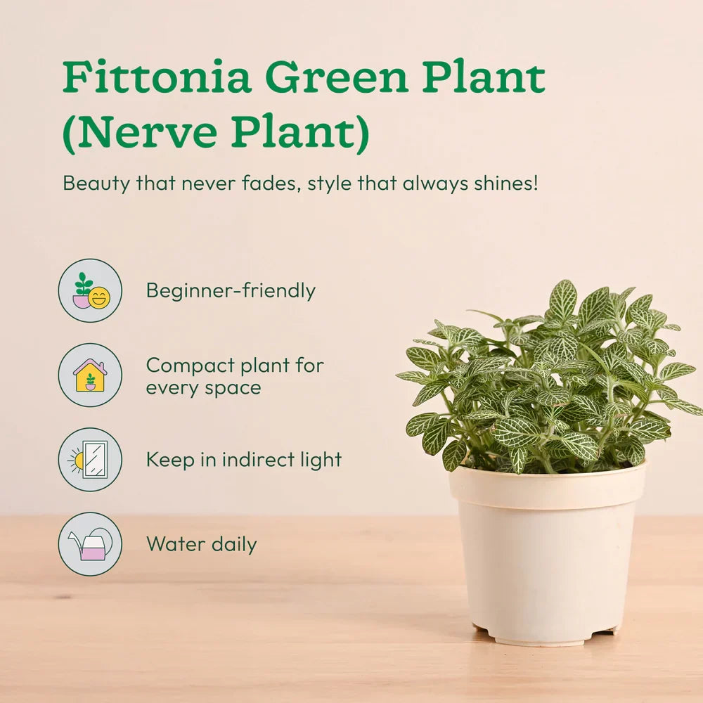 Plantora Mini Indoor Plant Set – Easy Care Desk &amp; Office Houseplants (4 Pack Live Plants)