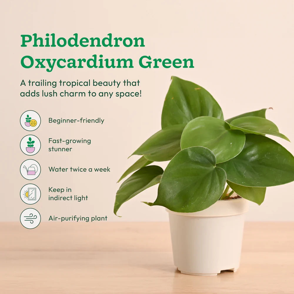Live Indoor Plant Collection (Set of 4): Low Maintenance Plants
