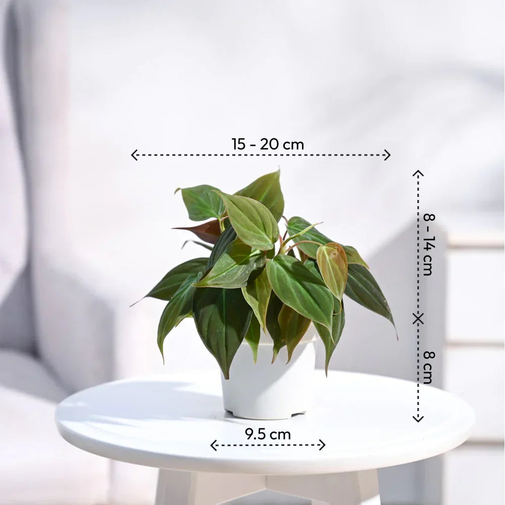 Philodendron Velvet