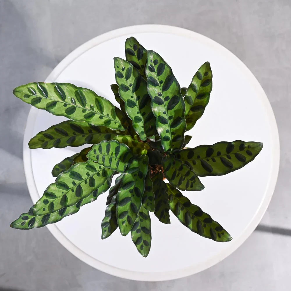 Calathea Rattlesnake Plant