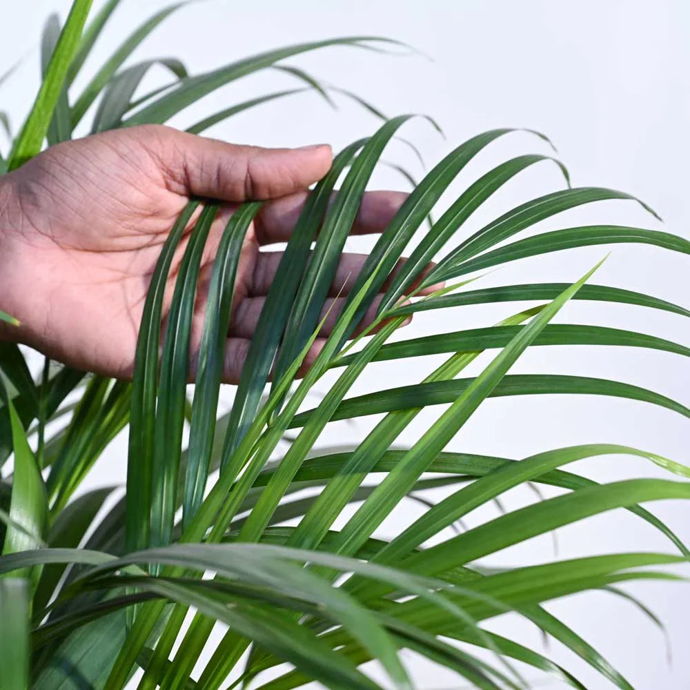 Areca Palm XL