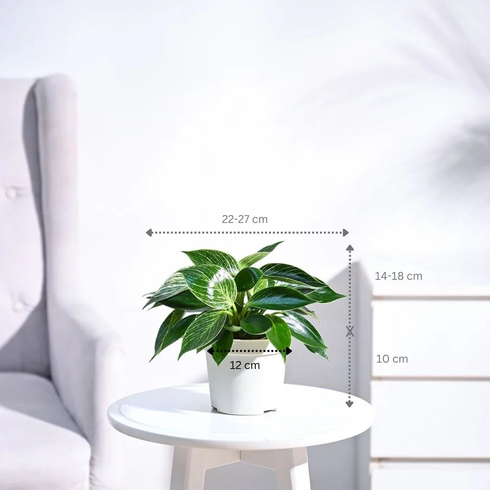 Philodendron Birkin