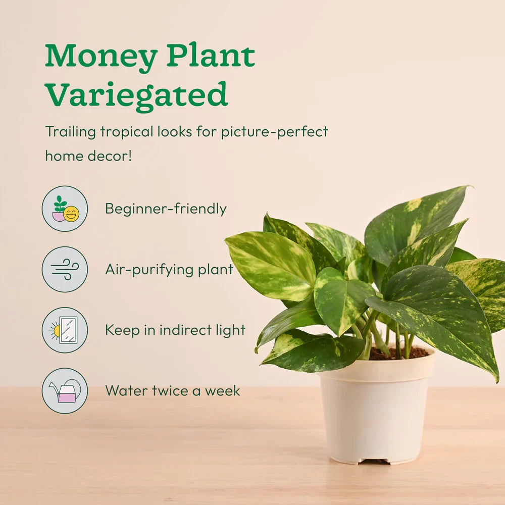 Plantora Mini Indoor Plant Set – Easy Care Desk & Office Houseplants (4 Pack Live Plants)