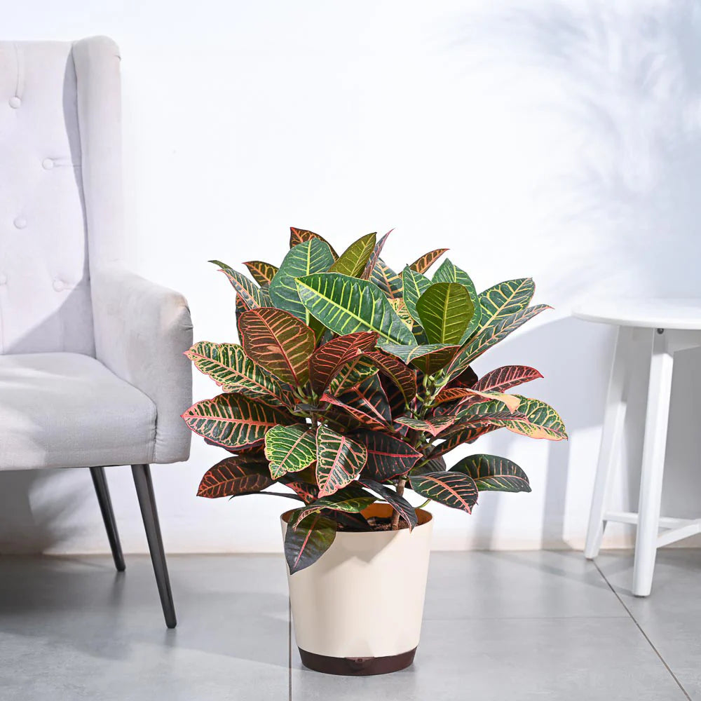 Croton Petra XL
