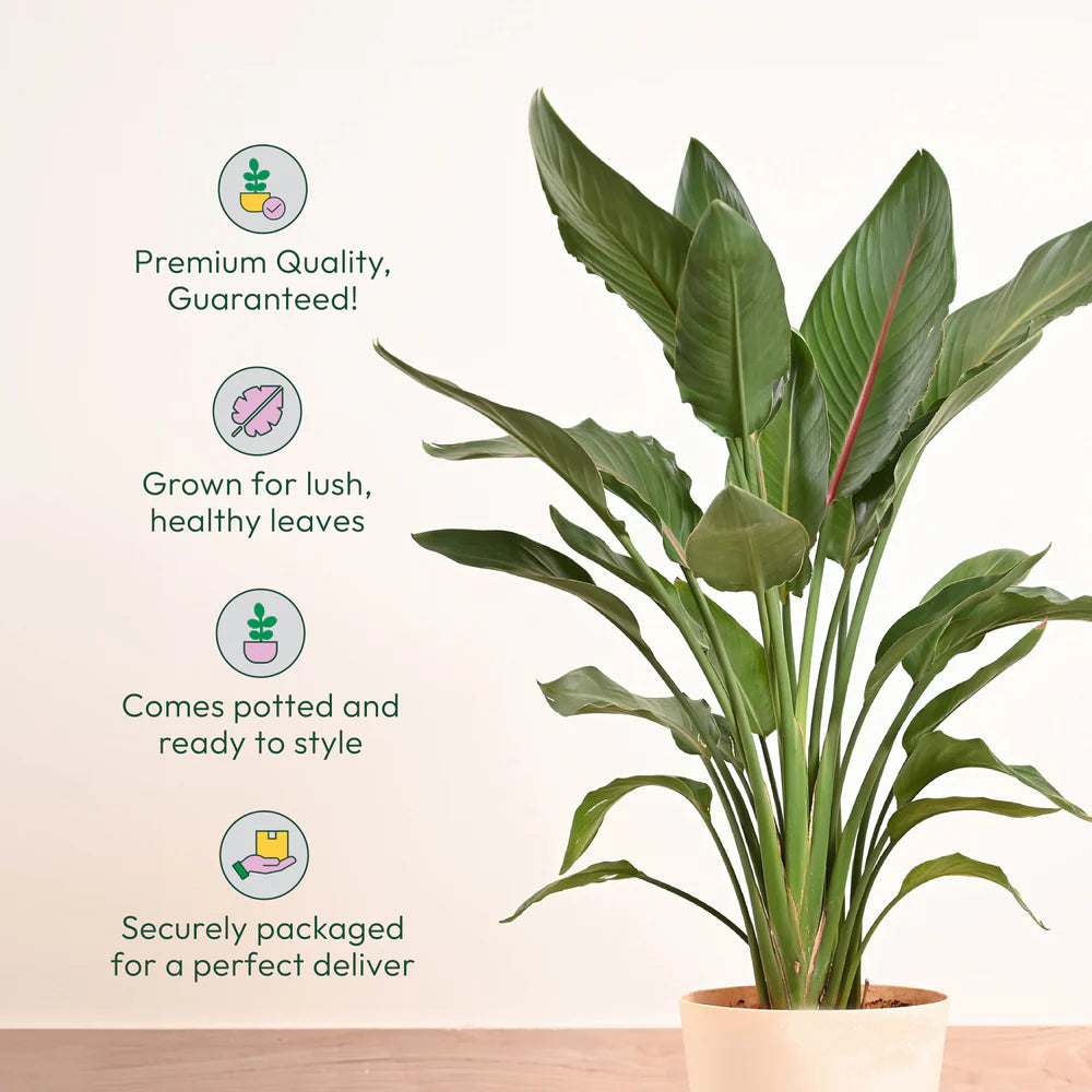 Philodendron - Prince of Orange