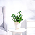 ZZ Plant - (Zamioculcas Zamiifolia)