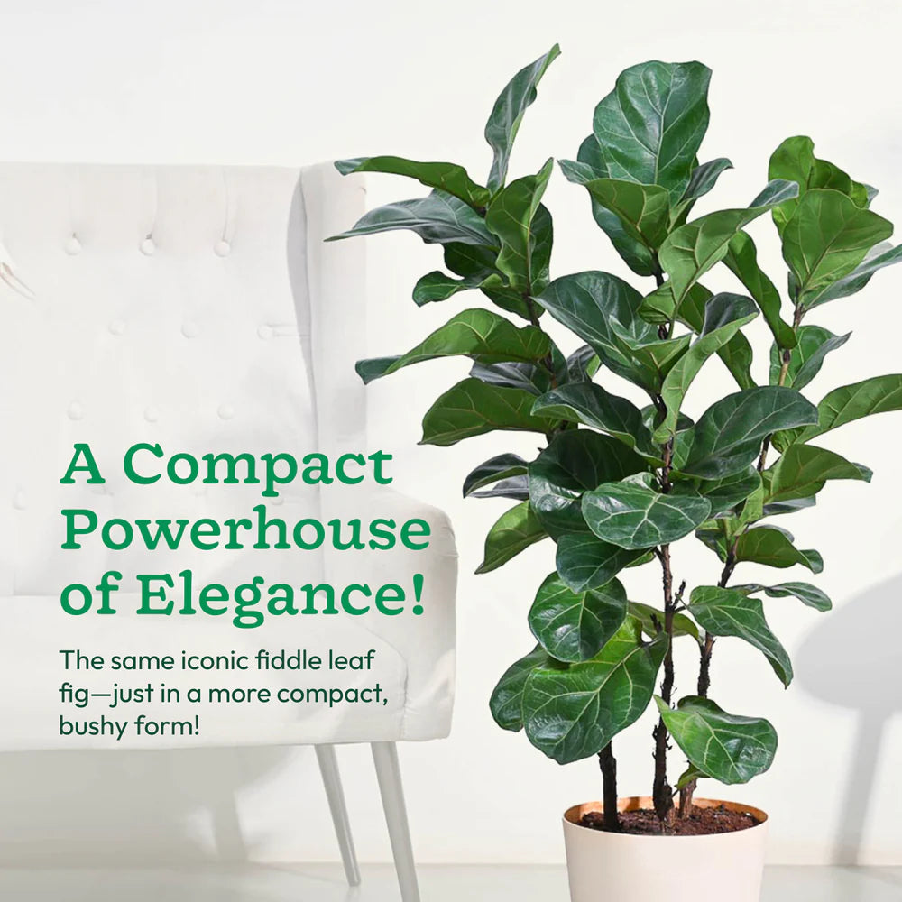 Potted fiddle leaf fig plant with text on a white background