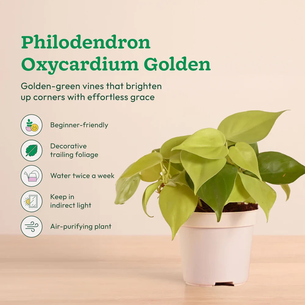 Live Indoor Plant Collection (Set of 4): Low Maintenance Plants
