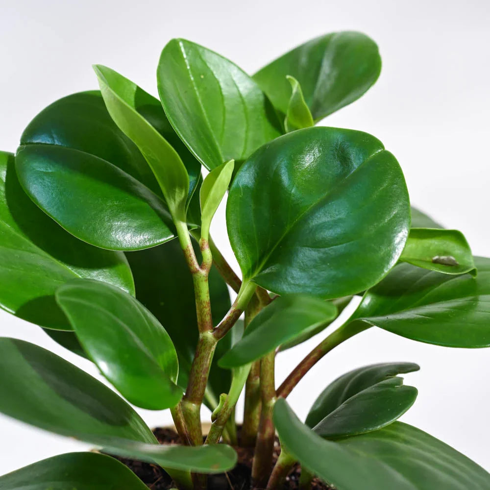 Peperomia Watermelon