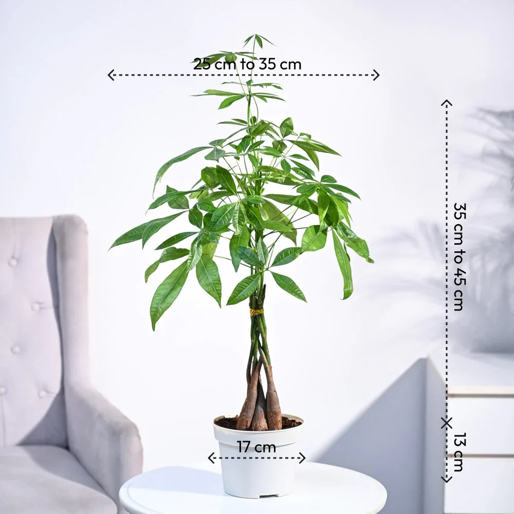 Money Tree Pachira Braid