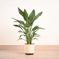 Philodendron - Prince of Orange