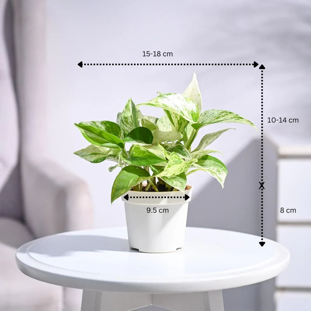 Pothos Marble Queen