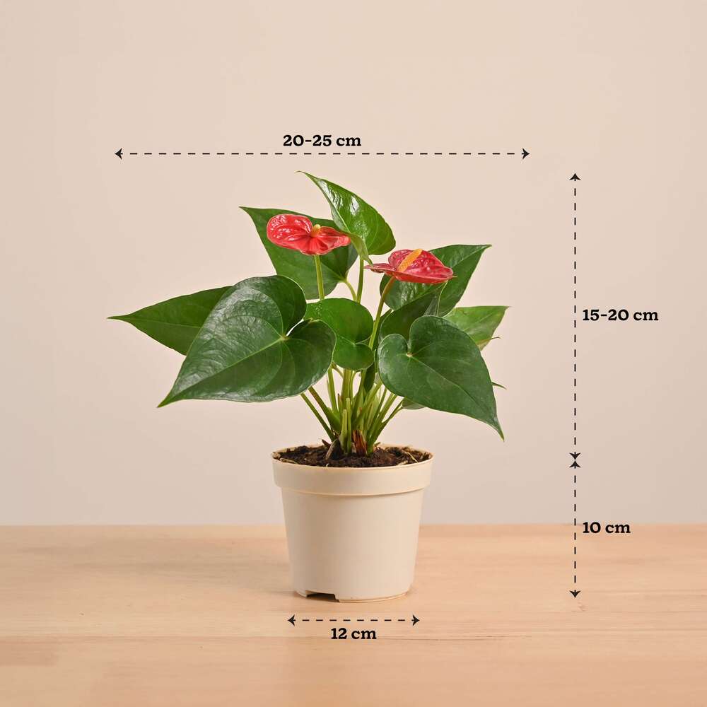 Anthurium Pink