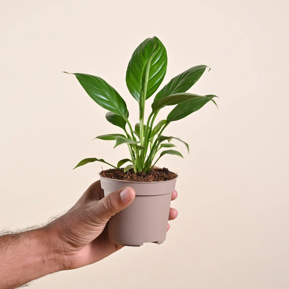 Peace Lily - Spathiphyllum