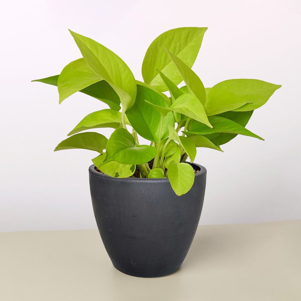 Pothos Neon